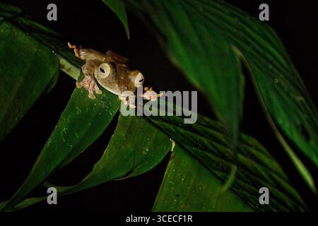 Grenouille volante Arlequin la nuit à Bornéo, Malaisie Banque D'Images