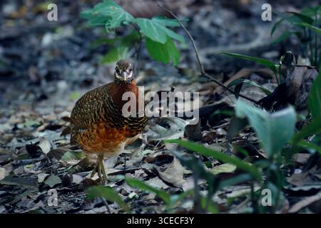 Sabah Partridge connu sous le nom de Tropicoperdix Graydoni à Sabah, Bornéo, Malaisie Banque D'Images