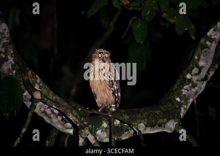 Buffy fish hibou, rivière Kinabatangan, Bornéo, Malaisie Banque D'Images