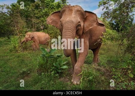 Éléphants dans le parc national Hurulu au Sri Lanka Banque D'Images