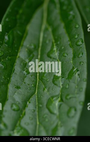 Gros plan de gouttes de pluie fraîches dispersées sur une feuille de pivoine, mettant en valeur la texture verte vibrante après une douche de printemps, illustrant la nature pure et refr Banque D'Images