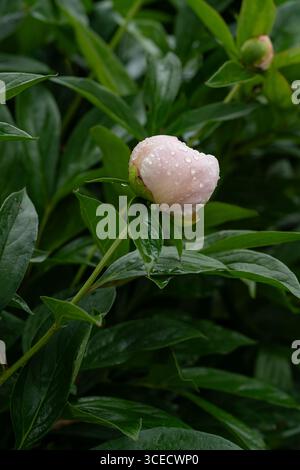 Un bourgeon de fleur de pivoine orné de gouttes de pluie fraîches repose parmi les feuilles vertes vibrantes, capturant la beauté sereine de la nature après une douce pluie printanière sho Banque D'Images