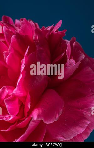 Des pivoines rose vif avec des pétales délicats sont présentées sur un fond bleu foncé. Le gros plan capture les détails complexes, créant une esthétique Banque D'Images