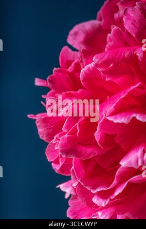 Les pivoines roses éclatantes fleurissent sur un fond bleu foncé contrasté, mettant en valeur leurs pétales délicats et rosée dans un magnifique gros plan. Parfait pour un sp Banque D'Images