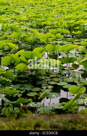 Une vue tranquille sur les feuilles de lotus verdoyantes flottant sur un étang serein dans le parc Ueno Onshi, Tokyo. Le feuillage vibrant reflète la beauté naturelle de Jap Banque D'Images