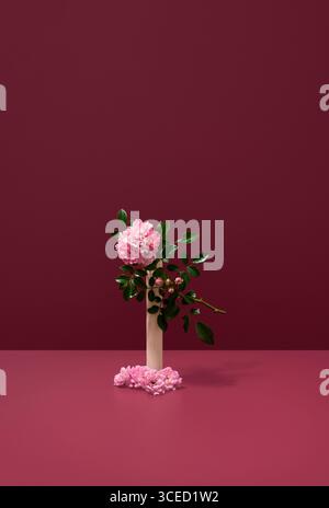 Un arrangement délicat de roses polyantha rose éclatantes sur un fond rouge riche, offrant un contraste saisissant qui met en valeur leur b naturel Banque D'Images