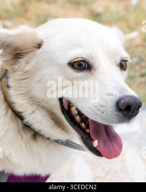 Portrait en gros plan d'un chien blanc heureux avec les yeux bruns brillants, la bouche ouverte et la langue sortie. Le chien porte un collier et a l'air joyeux à l'extérieur. Banque D'Images