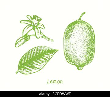 Ensemble de fruits de citron, collection, fruits, feuilles et fleurs. Dessin à l'encre doodle dans le style gravure sur bois Banque D'Images
