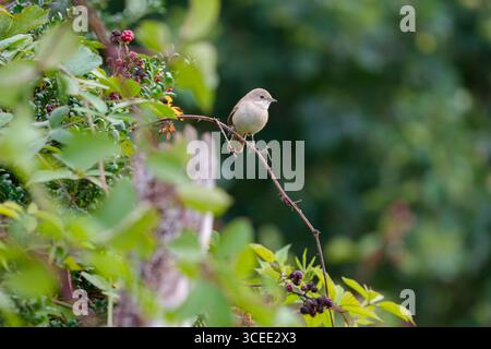 Commune de Whitethroat Curruca communis Banque D'Images