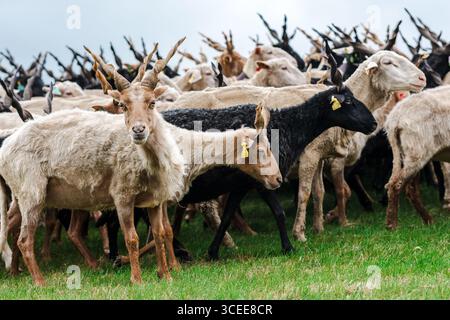 Un gros plan détaillé d'un troupeau de moutons Hortobágyi Racka, présentant leurs cornes spirales uniques et leurs épais manteaux laineux. Les moutons sont prédominants Banque D'Images