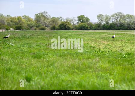 Deux cigognes blanches se tiennent dans un champ vert luxuriant sous un ciel partiellement nuageux. Le champ s'étend jusqu'à une ligne d'arbres en arrière-plan. L'éclairage général i Banque D'Images