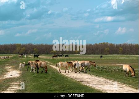 Troupeau de chevaux de Przewalski en pâturage dans le parc national de Hortobágy, Hongrie. Un sentier sablonneux traverse l'herbe verte, menant à une ligne sombre de trés Banque D'Images