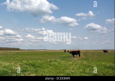 Plaines hongroises sous un ciel bleu vif parsemé de nuages blancs moelleux. Noir brun foncé les bovins Heck paissent paisiblement dans un champ vert vibrant. Le Banque D'Images