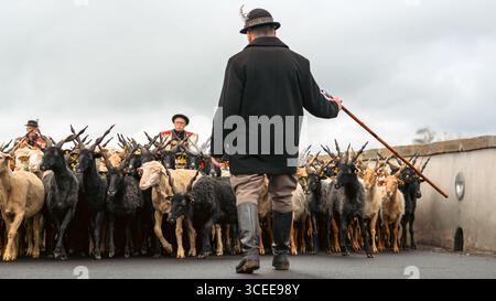 HORTOBAGY, HONGRIE 23 AVRIL 2022 Berger menant un troupeau de moutons et de chèvres à travers un pont. Le berger porte un manteau sombre traditionnel, un chapeau, et Banque D'Images