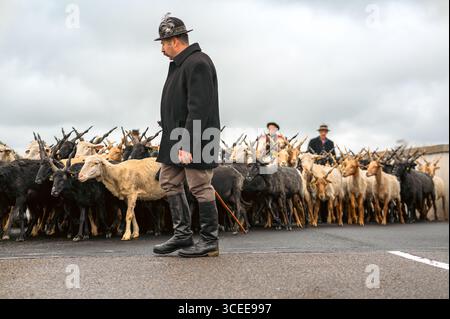 HORTOBAGY, HONGRIE 23 AVRIL 2022 Shepherd mène un troupeau de moutons et de chèvres à travers la route pendant le festival de la Saint-Georges. Ciel couvert, couleur sourde Banque D'Images