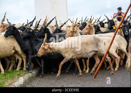 HORTOBAGY, HONGRIE 23 AVRIL 2022 Un troupeau de moutons de Racka, avec leurs cornes courbes caractéristiques, est gardé en troupe le long d'une route pendant la Saint Geo Banque D'Images