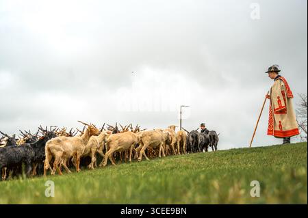 HORTOBAGY, HONGRIE 23 AVRIL 2022 Un berger en tenue traditionnelle mène un troupeau de moutons à travers un pâturage vert en pente douce pendant la Saint Geo Banque D'Images