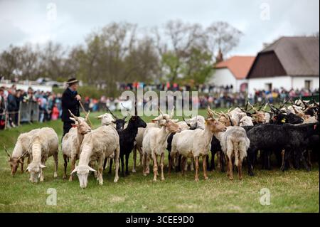 Hortobágy, Hongrie 23 avril 2022 Berger avec troupeau de moutons au Festival de la Saint-Georges Banque D'Images