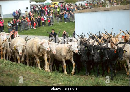 Hortobágy, Hongrie 23 avril 2022 Fête du berger de la Saint-Georges. Un grand troupeau de moutons blancs et noirs sont élevés par des bergers, surveillés b Banque D'Images