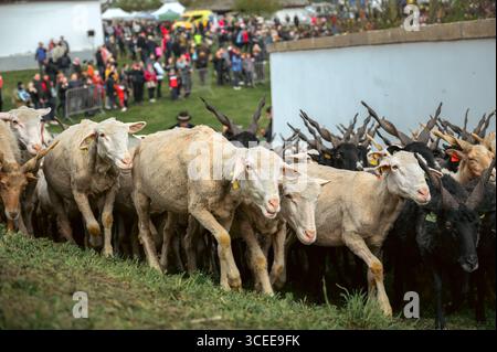 HORTOBAGY, HONGRIE 23 AVRIL 2022 Un grand troupeau de moutons est élevé par des bergers lors du vibrant Festival des bergers de la Saint-Georges à Hortob Banque D'Images