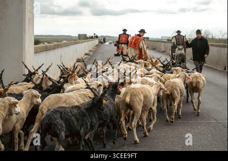 Hortobágy, Hongrie 23 avril 2022 les bergers et leur troupeau de moutons et de chèvres pendant la célébration de la Saint-Georges. Les animaux marchent AC Banque D'Images