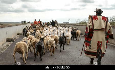 Hortobágy, Hongrie 23 avril 2022 les bergers et leur troupeau pendant la fête des bergers de la Saint-Georges. Costumes traditionnels, ciel couvert, Banque D'Images