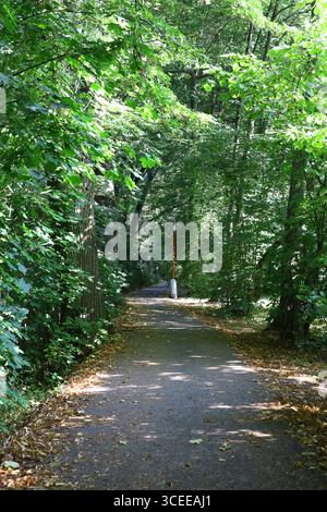 Chemin ombragé à travers une forêt verte d'été avec un lampadaire Banque D'Images