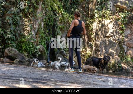 Femme baignant les chiens dans la piscine dans un parc à Rome, Italie Banque D'Images