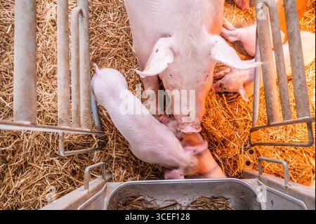Vue aérienne d'un cochon et de ses porcelets blottis ensemble dans un enclos rempli de paille. Les porcelets se nourrissent. Le stylo en métal et le bac créent un sentiment de Banque D'Images