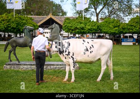 HODMEZOVASARHELY, HONGRIE 06 MAI 2022 Un homme en chemise blanche et en jeans se tient à côté d'une vache noire et blanche dans un champ herbeux. Les statues de cheval sont vis Banque D'Images
