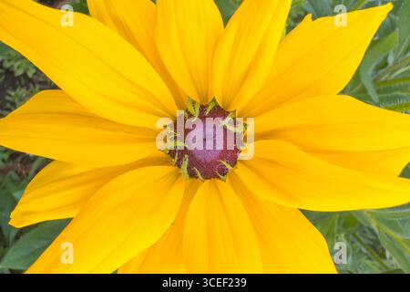 Une vue détaillée d'une fleur de Rudbeckia hirta jaune vif avec un cône central brun-violet. Banque D'Images