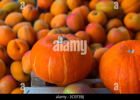 Citrouilles sur le comptoir de l'épicerie avec des abricots en arrière-plan. Banque D'Images