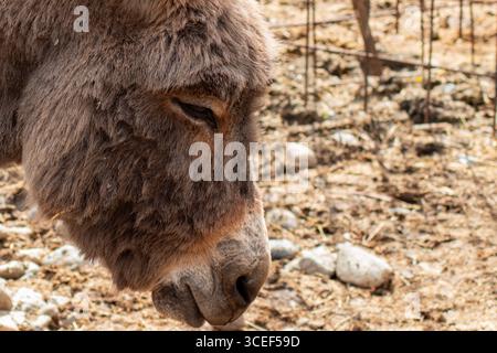 Gros plan d'un âne calme tourné vers la gauche avec une expression douce dans un enclos rustique pour animaux d'extérieur Banque D'Images