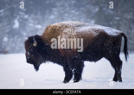 Un bison américain puissant, Bison bison, se dresse dans un paysage enneigé serein, incarnant la beauté sauvage de la nature sauvage. Banque D'Images
