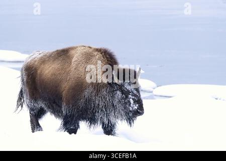 Le bison d’Amérique (Bison bison) se dresse sur un paysage enneigé près d’une rivière gelée, mettant en valeur la survie hivernale dans un habitat naturel. Banque D'Images