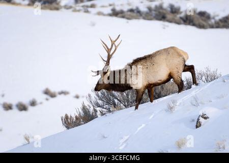 Élan majestueux (Cervus canadensis) explorant un terrain enneigé, mettant en valeur la beauté de la faune en hiver. Banque D'Images