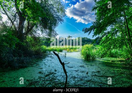 Zone humide luxuriante avec des roseaux et la forêt environnante à la réserve naturelle Fauler See à Berlin par une journée d'été ensoleillée. Banque D'Images