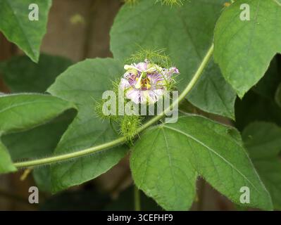 Passiflore puante, maracuja sauvage, fruit de la passion du Bush, citron d'eau sauvage, Stoneflower, Love-in-a-Mist, ou Running Pop, Passiflora foetida. Banque D'Images