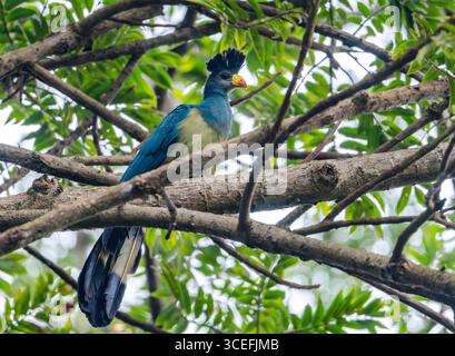 Un grand turaco bleu (Corythaeola cristata) perché sur un arbre. Ouganda, Afrique. Banque D'Images