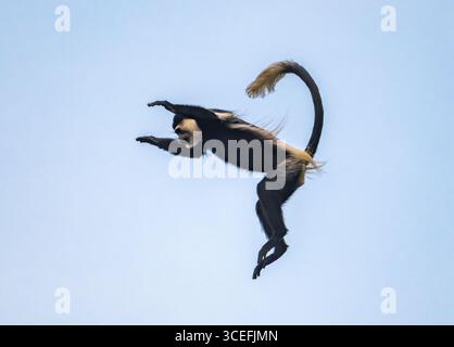 Un singe Colobus noir et blanc de l'est (Colobus guereza), ou Guereza mantelé, saute dans les airs. Ouganda, Afrique. Banque D'Images