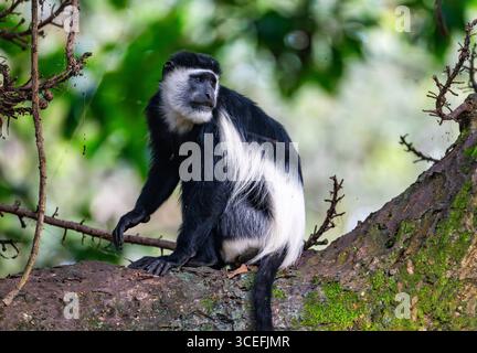 Un singe Colobus noir et blanc de l'est (Colobus guereza), ou Guereza mantelé, assis sur un arbre. Ouganda, Afrique. Banque D'Images