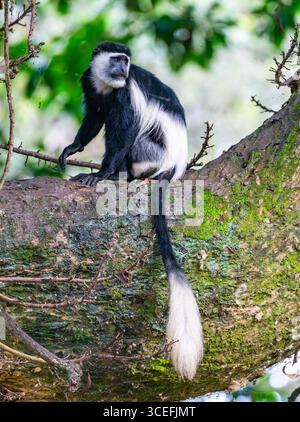 Un singe Colobus noir et blanc de l'est (Colobus guereza), ou Guereza mantelé, assis sur un arbre. Ouganda, Afrique. Banque D'Images