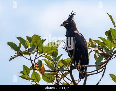 Un aigle à longue crête (Lophaetus occipitalis) perché sur une branche. Parc national du lac Mburo, Ouganda, Afrique. Banque D'Images