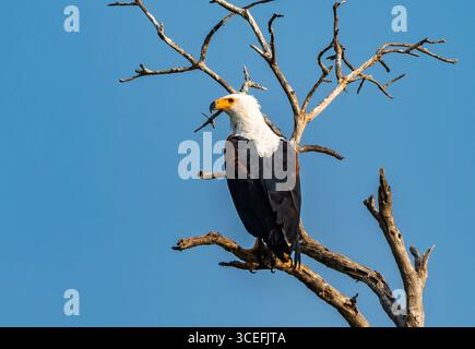 Un aigle-poisson africain (Icthyophaga vocifer) perché sur une branche. Parc national du lac Mburo, Ouganda, Afrique. Banque D'Images