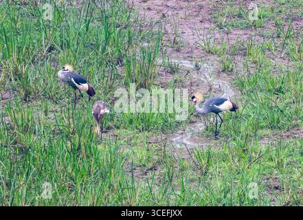 Une famille grise couronnée-grues (Balearica regulorum) buvant dans un champ d'herbe. Ouganda, Afrique. Banque D'Images