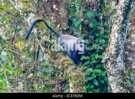 Singe bleu (Cercopithecus mitis) sur un arbre en forêt. Parc national impénétrable de Bwindi, Ouganda, Afrique. Banque D'Images