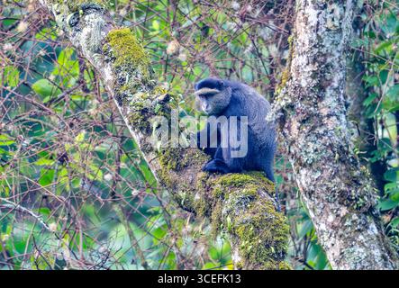 Singe bleu (Cercopithecus mitis) sur un arbre en forêt. Parc national impénétrable de Bwindi, Ouganda, Afrique. Banque D'Images