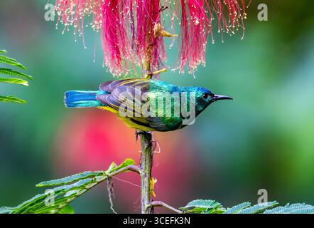 Oiseau solaire à collier mâle (Hedydipna collaris) se nourrissant de fleurs. Parc national de la forêt impénétrable de Bwindi, Ouganda, Afrique. Banque D'Images