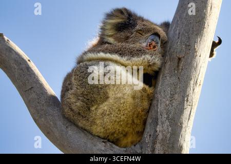 Gros plan d'un koala (Phascolarctos cinereus) dormant paisiblement dans un arbre, mettant en évidence sa fourrure moelleuse et son expression sereine dans un ciel bleu clair Banque D'Images