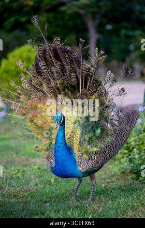 Majestueux Peacock affiche un plumage vibrant dans un jardin vert luxuriant. Perle indienne, plumes colorées, Portrait d'oiseau, faune, beauté de la nature Banque D'Images